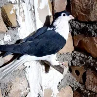 ساده کاکلی پرشی