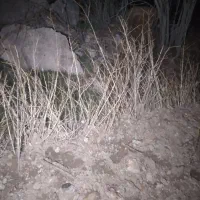 نهال زرشک سیاه بیدانه