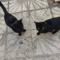 واگذاری ۲ تا گربه