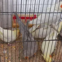 جوجه عروس+کتوله