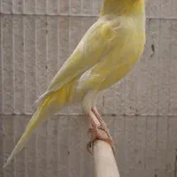 ماده قناری لیمویی جوان