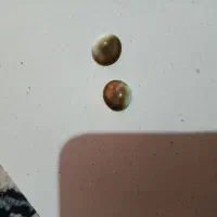 اصل