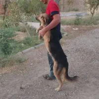 سگ نگهبان