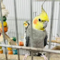 عروس هلندی نر و ماده