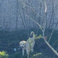 ماده پژدر اصیل|سگ|گرگان, |دیوار