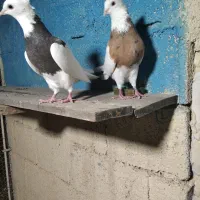 جفت طوقی درجه یک|پرنده|آبپخش, |دیوار