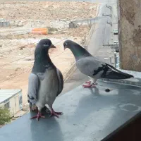 سینه سبز|پرنده|شیراز, دکتر حسابی|دیوار
