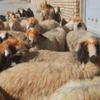 میش بختیاری|حیوانات مزرعه|بلداجی, |دیوار