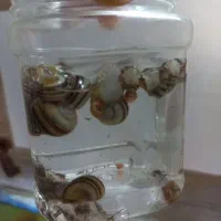 حلزون کلمبیایی و رامشورن