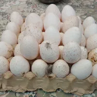 تخم بوقلمون نطفه دار