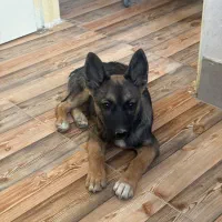 واگذاری بهترین نژاد هیبرید اورجینال|سگ|ری, شهرری|دیوار