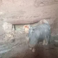 فروش دوبر در شهرستان اردل