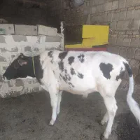 گوساله
