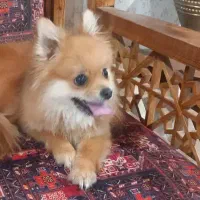 سگ پامر گمشده با مژدگانی