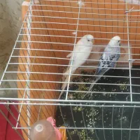 مرغ عشق نر مااده