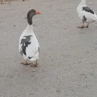 غازمحلی|حیوانات مزرعه|یاسوج, |دیوار