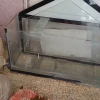 ماهی اکواریوم|ماهی|اردبیل, |دیوار