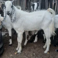 نری‌شهر ‌نودژ