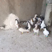 11عدد نر پرنده