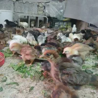 جوجه ی ماهه|حیوانات مزرعه|بهبهان, |دیوار