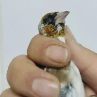 سهره چند نشون