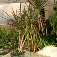 انواع گیاهان آپارتمانی و بستر آماده کاشت (خاک برگ)|گل و گیاه طبیعی|بستان آباد, |دیوار