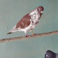 کبوتر پرشی|پرنده|سیمین شهر, |دیوار