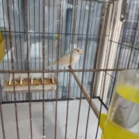 عروس هلندی .قناری.کوتوله برزلی|پرنده|بندرعباس, |دیوار