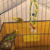 مرغ عشق|پرنده|خرمشهر, |دیوار