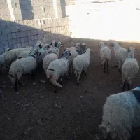 میش|حیوانات مزرعه|رفسنجان, |دیوار