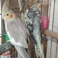 عروس هلندی جفت