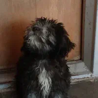 شیتزو تیلر|سگ|ورامین, ورامین|دیوار