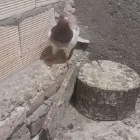 کبوتر قرمزی باش|پرنده|اهر, |دیوار