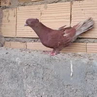 فروشی کبوتر