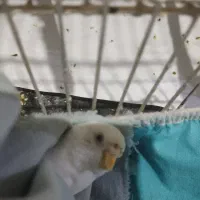 مرغ عشق ماده آلبینو کمیاب|پرنده|بیدشهر, |دیوار