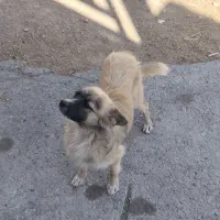 سگ پاپی|سگ|فولادشهر, A6|دیوار