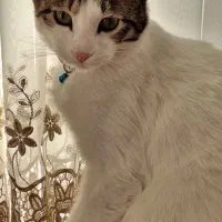 واگذاری  گربه DSH