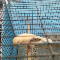 فروش جوجه قناری|پرنده|بافق, |دیوار