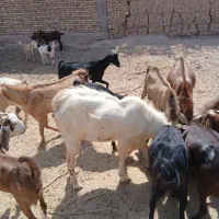 کره چپش ماده ونر کم سن و سال مال بز خودم|حیوانات مزرعه|میبد, |دیوار