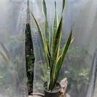 گل های اپارتمانی|گل و گیاه طبیعی|خوی, |دیوار