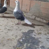 کبوتر دوبال اهوازی