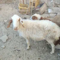 میش وبره ماده اش|حیوانات مزرعه|زاهدان, |دیوار