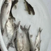 ..پرورش کشاورزی بچه ماهی.کپورر.آمور شمشیری|ماهی|مشهد, هفده شهریور|دیوار