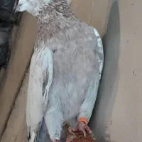 کبوتر نر سرور طلایی