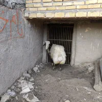 قوچ|حیوانات مزرعه|کاکاوند, |دیوار