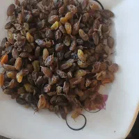 کشمش سایه خشک