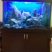 آکواریوم ماهی تمیز و سالم کرج مارلیک