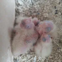 عروس هلندی سرلاکی حراج