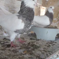 طوق سرکه ای