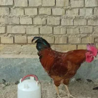 مرغ خروس هلندی